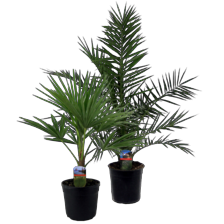 Buiten palmen